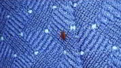 Bed Bug Protection While Traveling | Arrow Services, Inc.