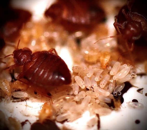 Different Things That Attract Bed Bugs Into Your Home - Arrow Services ...