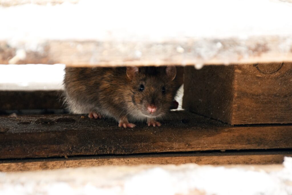 A Rat Spotted | Signs of Rats in the Attic | Arrow Services, Inc.