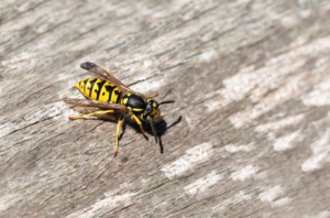 Close-Up of a Yellow Jacket | Hire a Yellow Jacket Exterminator | Arrow Services, Inc.