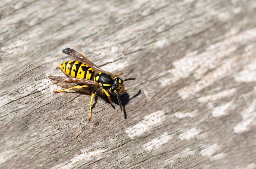 Yellow Jackets