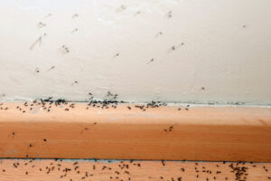 Ants on the Wall and Floor | Residential Ant Control | Arrow Services, Inc.