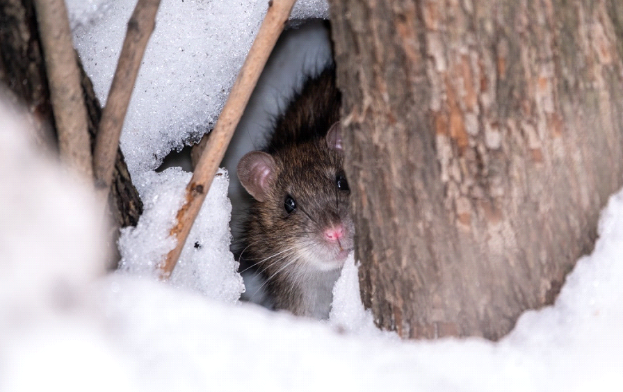 Rodent in the Snow | Winter Rodents | Arrow Services, Inc.